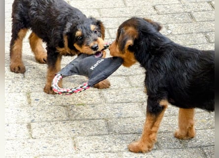 Airedale Terrier Welpen für aktive Hundefreunde