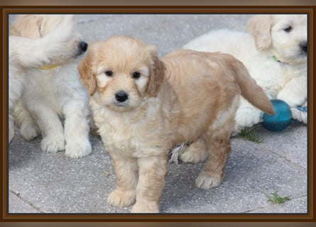 GOLDENDOODLE Traum ! Bezaubernde Welpen aus langjähriger+überprüfter Familienaufzucht.