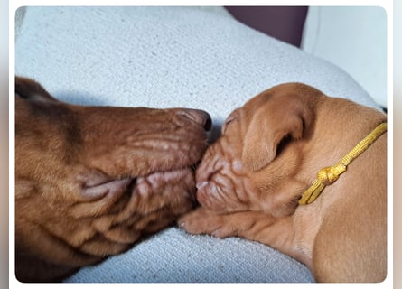 Magyar Vizsla Welpen suchen ab Mitte März ein neues liebevolles Zuhause