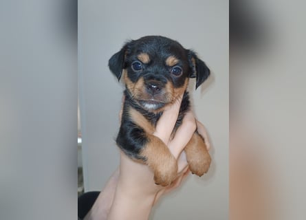 Süße Chorkie-Welpen black and tan & beige MIX !!!