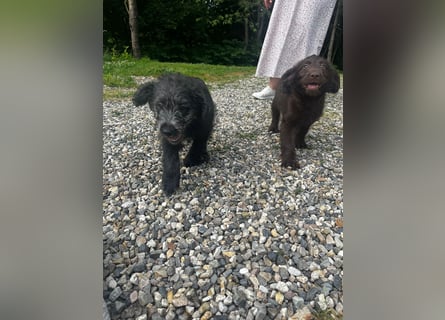 Labradoodle Welpen