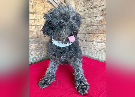 superlieber Kuschelhund MAILO - 2,5 Jahre, 45cm/14kg - Puli-Schnauzer-Mix