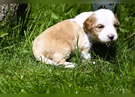 traumhaft hübscher Tibet Terrier Welpen aus erfahrender Zucht  sind geboren dürfen im Juni ausziehen