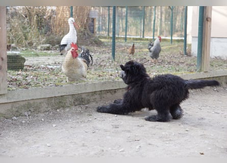 Doodle Bergamasker Barbet Mix Bergamasco Franz. Wasserhund Bergadoodle für Allergiker nicht haarend