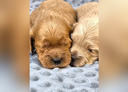 Schöne Cockapoo-Welpen