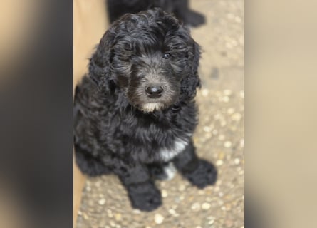 Goldendoodle F2b