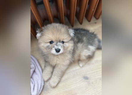 Pomeranian / Zwergspitz Rüde Pluto