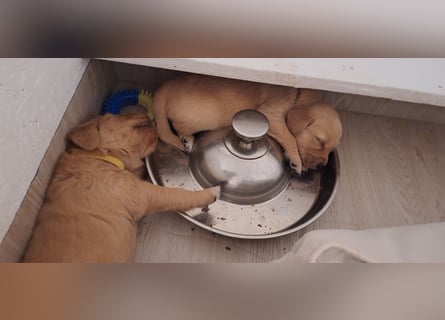 Golden Retriever Welpen