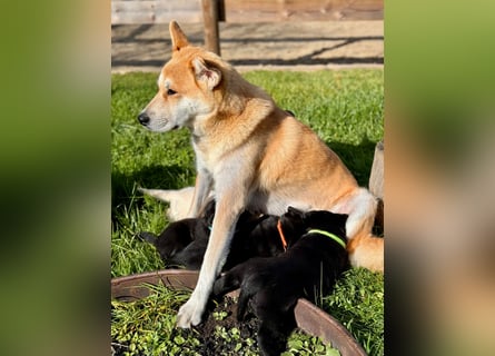 Zuckersüße Labrakita Welpen suchen ihr neues Zuhause!