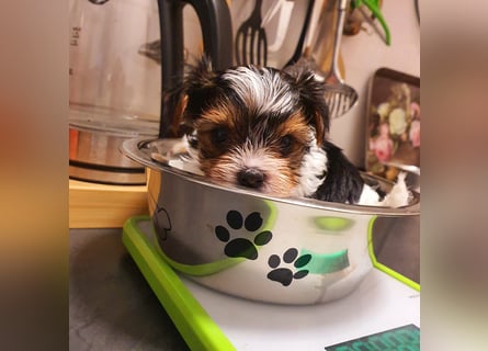 Biewer Yorkshire Terrier, Welpe,Rüde, reinrassig sehr selten