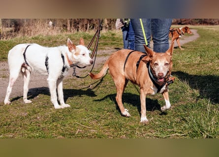 Lady, Podengo-Mix, lieb und verträglich