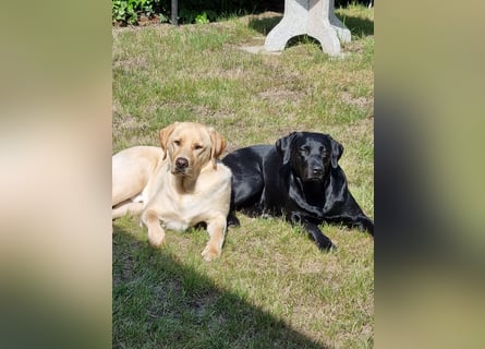 Labradorwelpen suchen bestes Zuhause