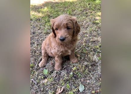 Goldendoodle mini Medium Doodle Abgabe an Pfingsten