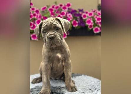 Cane Corso Italiano Mädchen