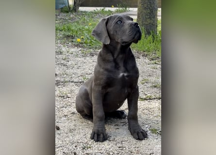 Cane Corso grau  welpen hündin Graue Hündin mit Züchtergarantie EUCH WCh-Linie zu verkaufen
