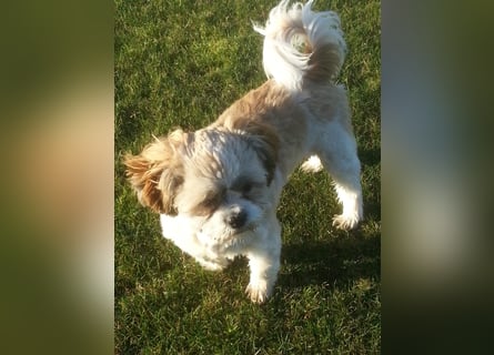 Unsere reinrassige Shih Tzu Hündin Sky sucht ab mitte Mai noch ihr neues Zuhause