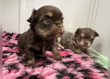Wir haben aktuell Welpen. 2 Chihuahua Mädels