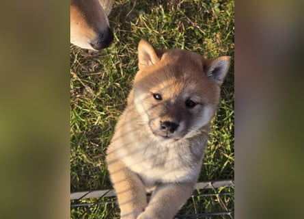 Shiba inu Welpen.   vom Haus Joe   ,Liebhaberzucht