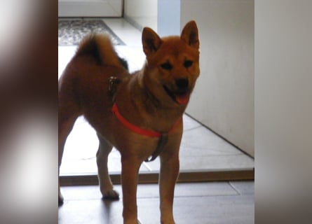 Erstklassige Shiba Inu Zucht in Sachsen