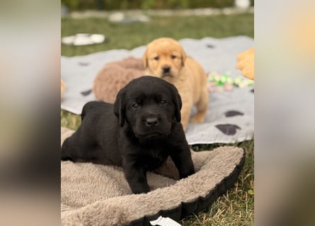 Labrador Welpen mit Ahnentafel