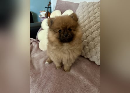 Reinrassige Pomeranian (Zwergspitz) Teddy-Hündin ab sofort abzugeben