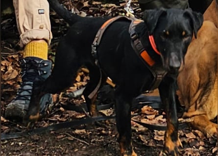 Holly: sucht DRINGEND ihre Endstelle zum Ankommen in 74906 Bad Rappenau