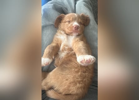 Nova Scotia Duck Tolling Retriever-Welpen – Einzigartige Schätze aus liebevoller Zucht