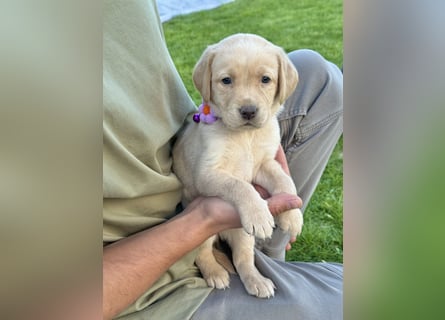 Labrador Welpe Mädchen 1 Monat Weis Hündin/ Düsseldorf