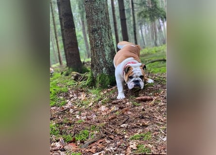 Englische Bulldoggenwelpen verfügbar in der Hauszucht "Von Teodor" FCI!