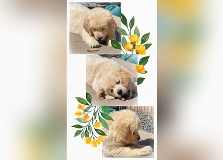 Golden Retriever Welpen aus excellenter Verpaarung