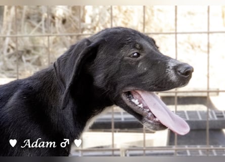 Timmy, Adam und Ajax suchen ein Zuhause
