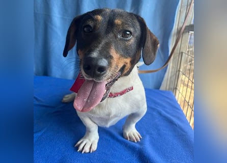 (R) ❤️ zauberhafter kleiner KARLI - 2,5 Jahre, 28cm/9kg - Jack Russell-Dackel-Mischling