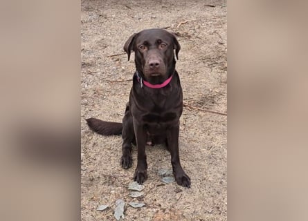 Labradorwelpen suchen ihre neue Familie