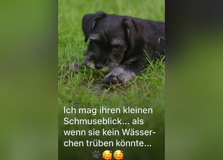 MOLLY junge Zwergschnauzer Hündin mit Stammbaum und Schalk in den Augen