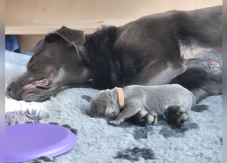 Labrador Retriever chacoral/Silber