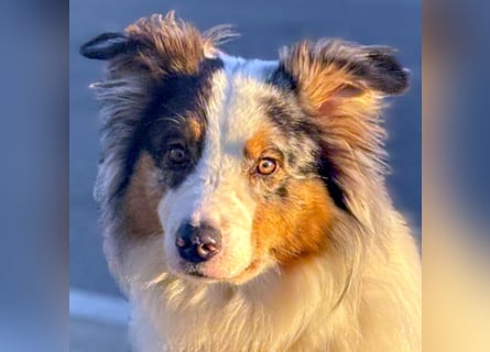 Alfred - ein besonderer Hund sucht seinen speziellen Menschen - Tierhilfe Franken e.V.