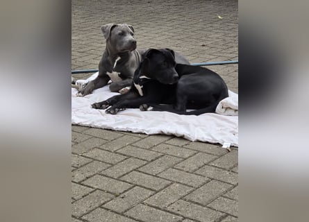 Zuckersüße xxl bully - pitbull hündin