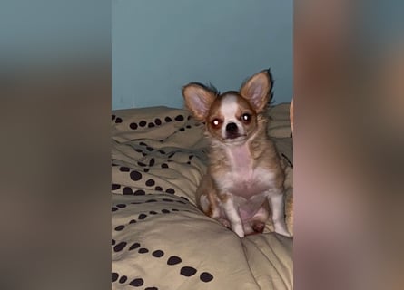Süße, kleine Maus, sucht liebevolle Familie