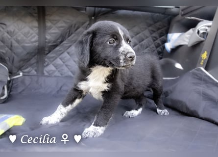 Cecilia, Cindy und Carla suchen ab Mitte Juli ein Zuhause
