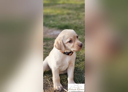 Labrador Welpen aus Körzucht