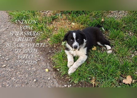Border Collie-Welpen , black-,choco-,red-white und red-merle