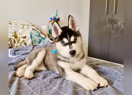 FCI Pedigree Blue Eyed Black & White Siberian Husky 