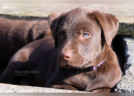 Acht reinrassige Labrador Welpen auf dem Weg in ihr neues Leben...