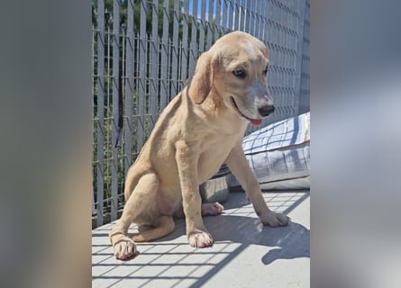 Daria: zuckersüßes Labbi-Mädchen