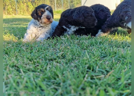 Lagotto con pedigre export