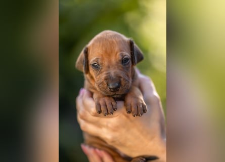 Rhodesian Ridgeback Welpen mit FCI-Ahnentafel