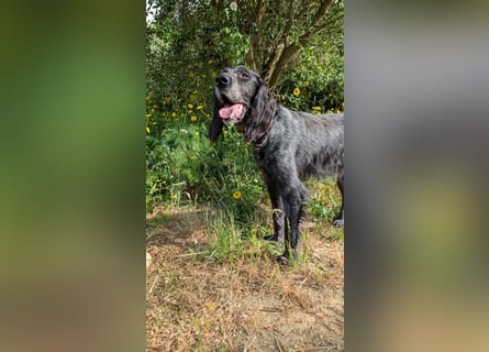 Jordan,kinderlieber, verschmuster English-Setter-Mix