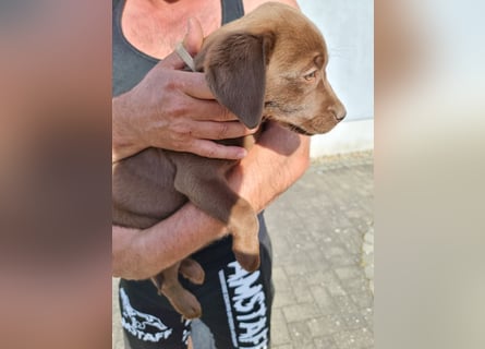 Zuckersüße Reinrassige Labrador Welpen suchen liebevolles Zuhause!
