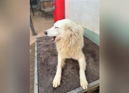 Der sanfte BODHI sucht ein liebevolles Zuhause