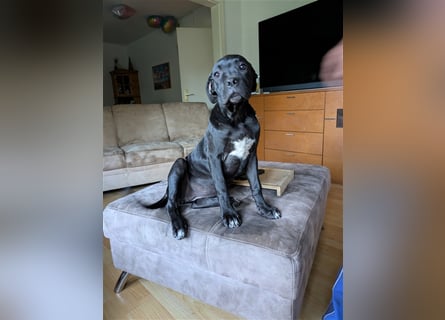 Reinrassige Cane Corso Welpen